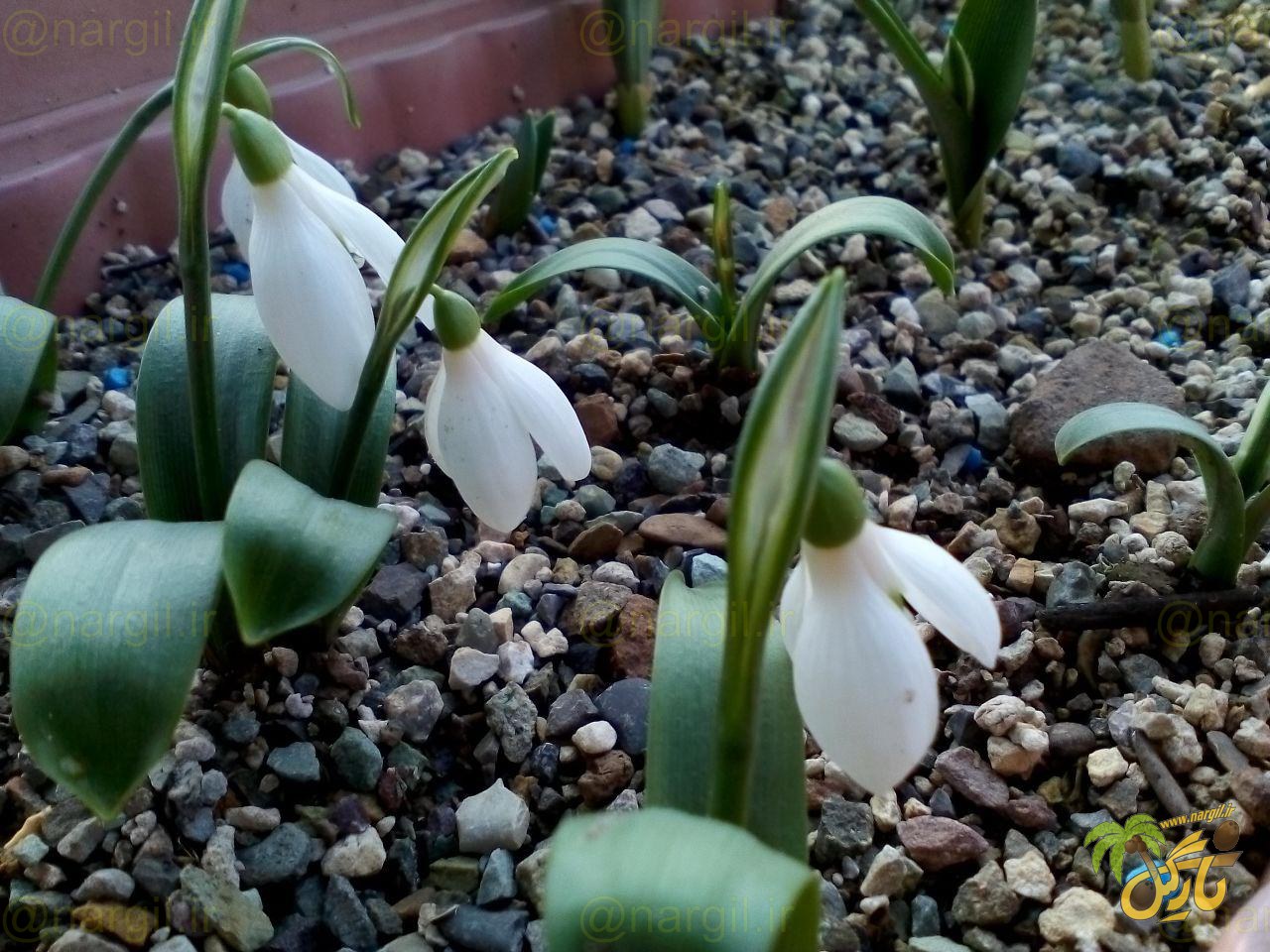 گل برفی خزری